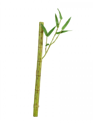Бамбук стебель длинный св.зелёный с веточкой