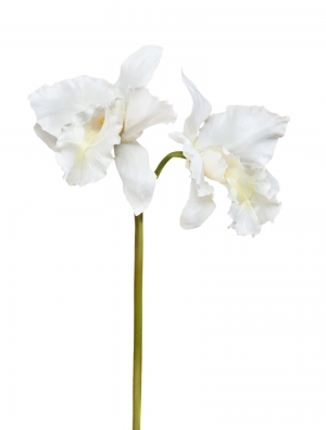 Орхидея Каттлея крупная белая 42 см 2цв