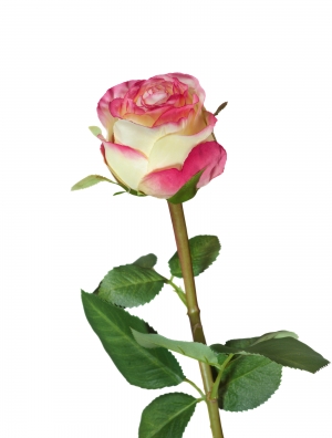 Роза Эсперанса Мидл лимонная с розовой каймой