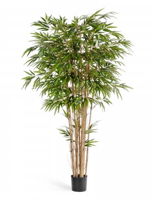 Бамбук натуральный