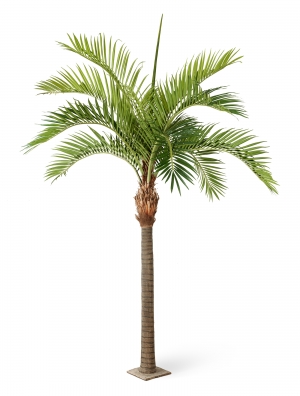 Финиковая пальма Гигантская