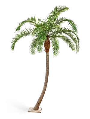 Финиковая пальма Гигантская изогнутая