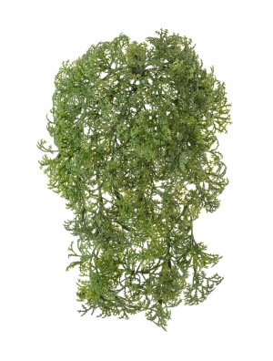 Ватер-грасс (Рясковый мох) куст зелёный