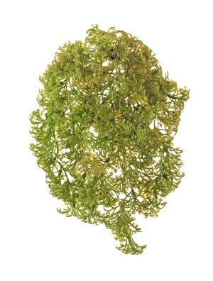 Ватер-грасс (Рясковый мох) куст св.зелёный со св.коричневым