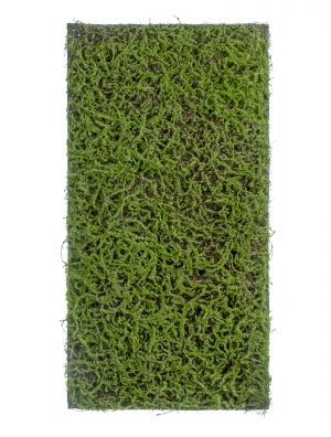 Мох Сфагнум Fuscum зелёный (полотно среднее)