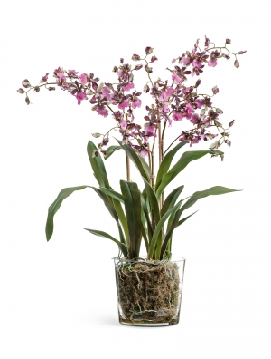Орхидея Онцидиум бургундия с розово-белым в стеклянной вазе с мхом, корнями, землёй