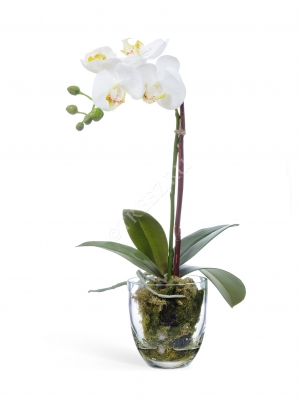 Орхидея Фаленопсис белая с мхом, корнями, землёй