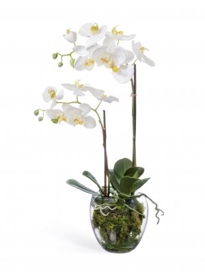 Орхидея Фаленопсис белая с мхом, корнями, землёй