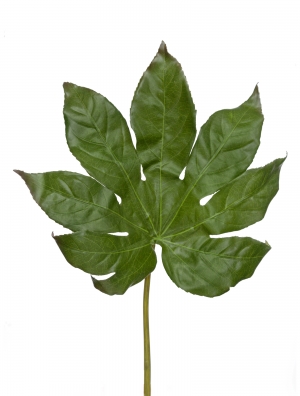 Фатсия лист малый в-50 см д-21х30 см