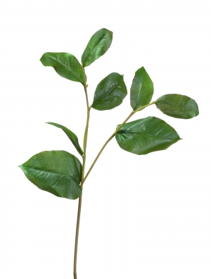 Ветвь Салала с зелёными листами