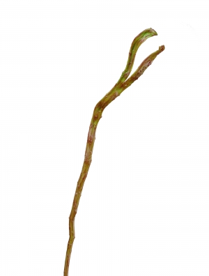 Ветка Салекса зелёно-коричневая (2 уса)