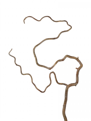 Ветка Салекса изогнутая св.коричневая