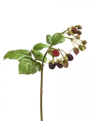 Ежевика Ветка с ягодами