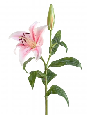 Лилия бело-розовая в-63, д-14 см 1цв 1бут