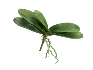 Листья Орхидеи Фаленопсис большие с корнями