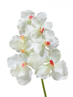Орхидея Ванда белая с роз. сердцевинкой