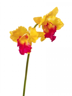 Орхидея Каттлея крупная жёлто-розовая 42 см 2цв