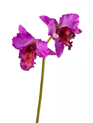 Орхидея Каттлея крупная темно-сирен 42 см 2 цв