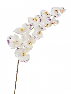 Орхидея Фаленопсис Sensitive Botanic цвет естественный белый с фиолет.крапинами
