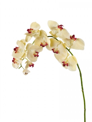 Орхидея Фаленопсис бледно-золотистая с бордо