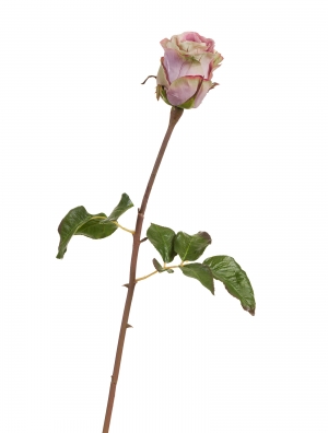 Роза Аква пудрово-сиреневая с лаймом