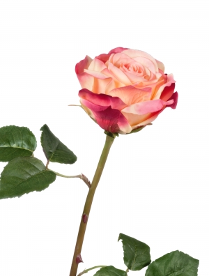 Роза Верди нежно-персиковая с темно-малиновым