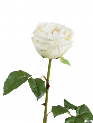 Роза Джема белая ваниль