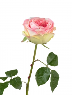 Роза Джема ярко-розовая со св.лаймом