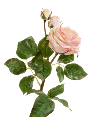 Роза Дэвид Остин Мидл ветвь кремово-розовая со св.лаймом