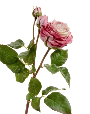Роза Дэвид Остин Мидл ветвь пудрово-розово-малиновая