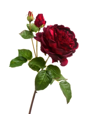 Роза Дэвид Остин Роял ветвь бордово-красная