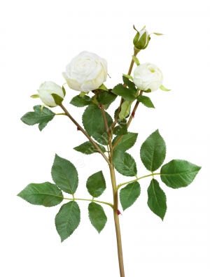 Роза Пале-Рояль ветвь бело-зелёная