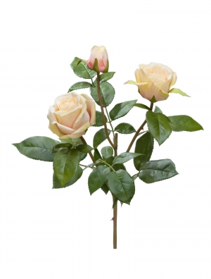 Роза Флорибунда Мидл ветвь крем-лайм-роз