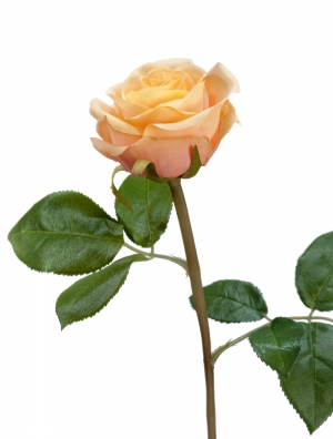 Роза Флорибунда Мидл крем-персик д-8 см