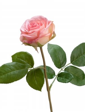 Роза Флорибунда Мидл нежно-розовая д-8 см