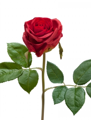 Роза Флорибунда Мидл рубиново-красная д-8 см