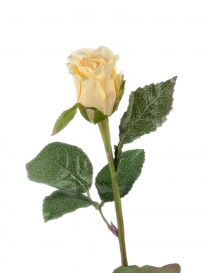 Роза Анабель бледно-золотисто-роз