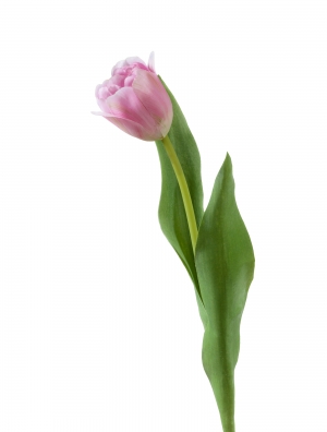 Тюльпан Даймонд нежно-розовый