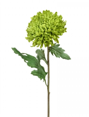 Хризантема Шамрок зелёная