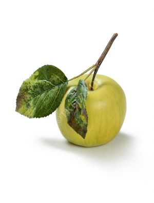 Яблоко нежно-зелёное на веточке